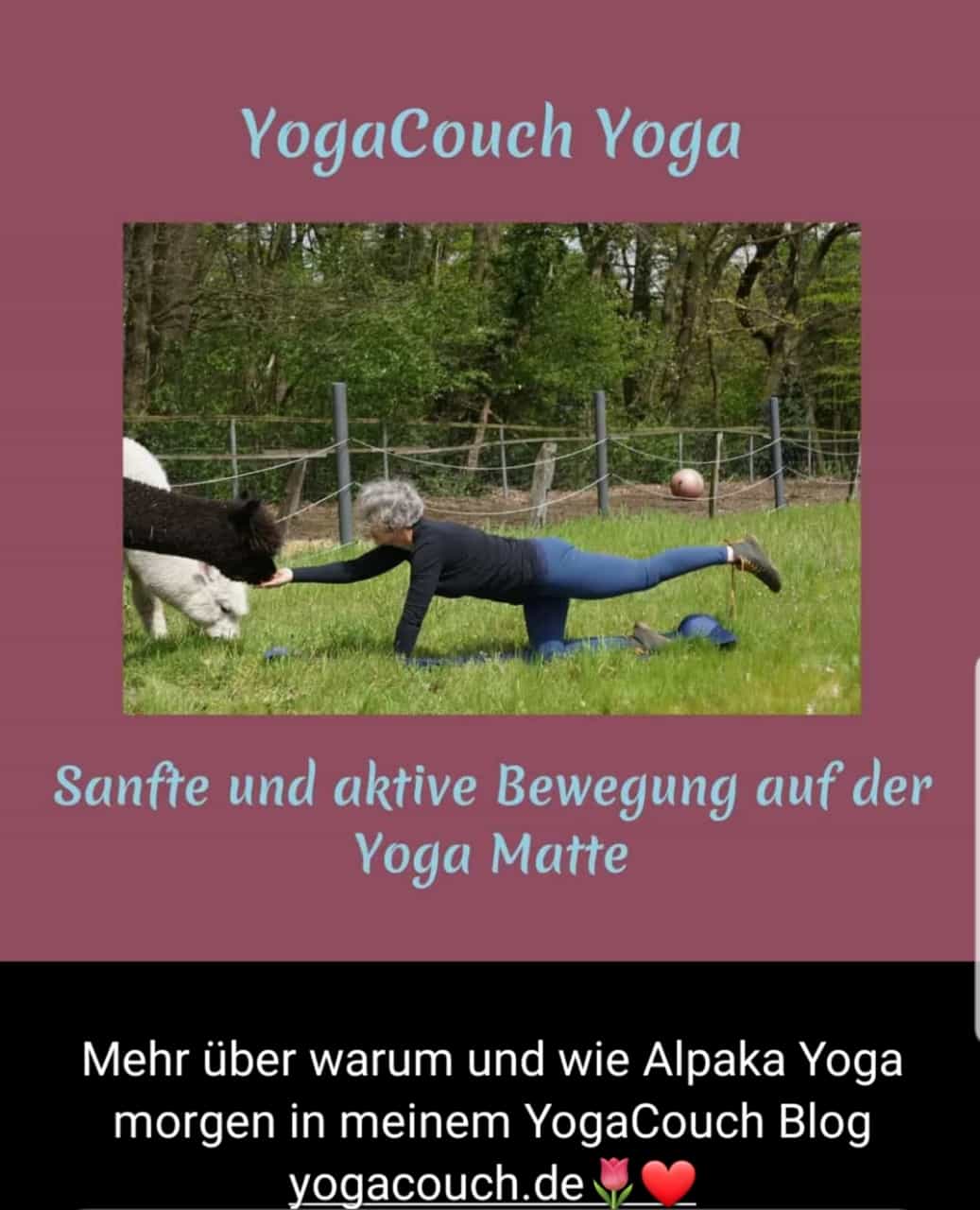 Yoga mit Alpakas