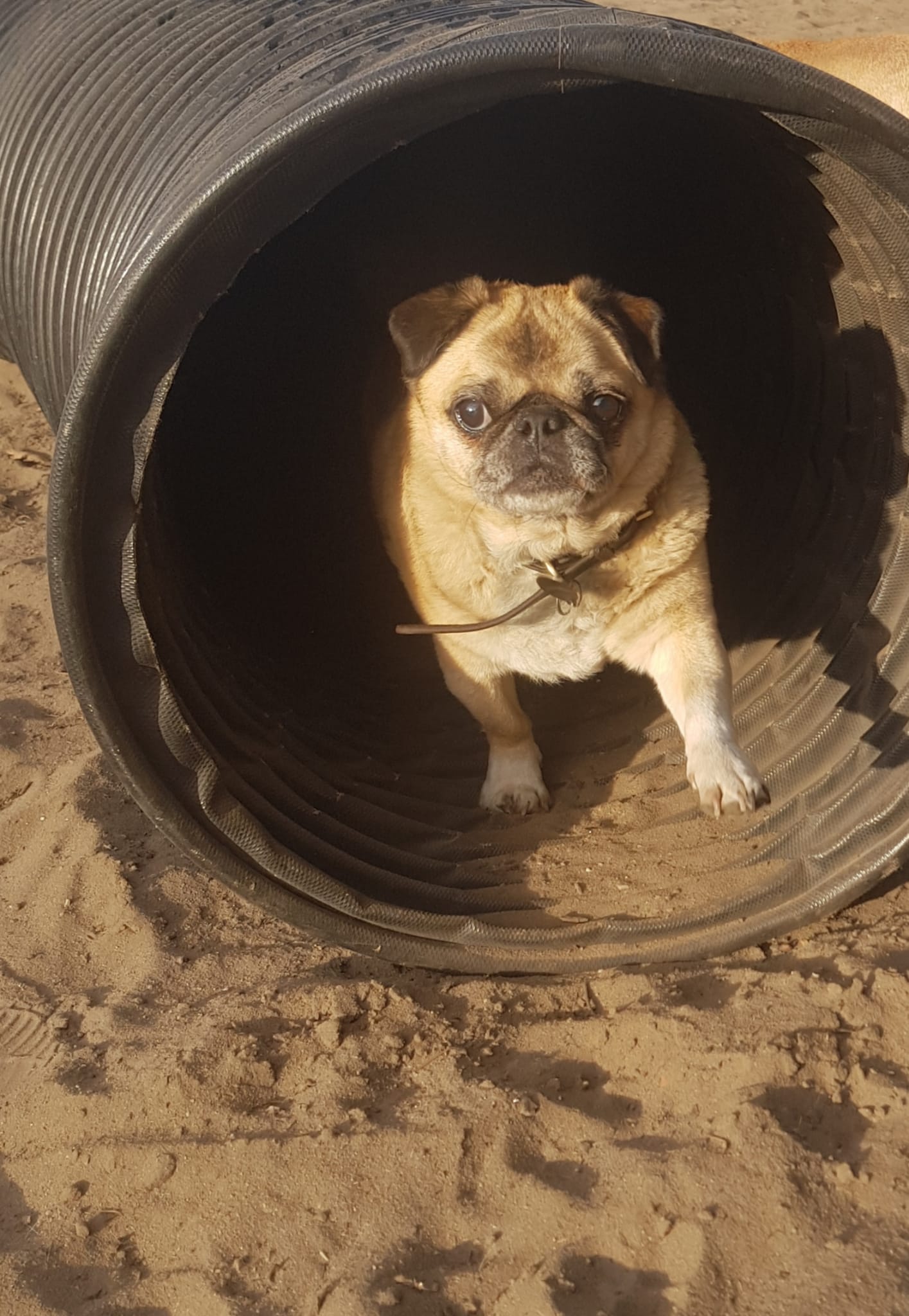 Hund und Mensch sind sich einig: Es war klasse!
