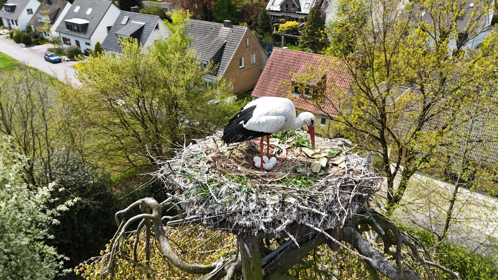 Storchennews