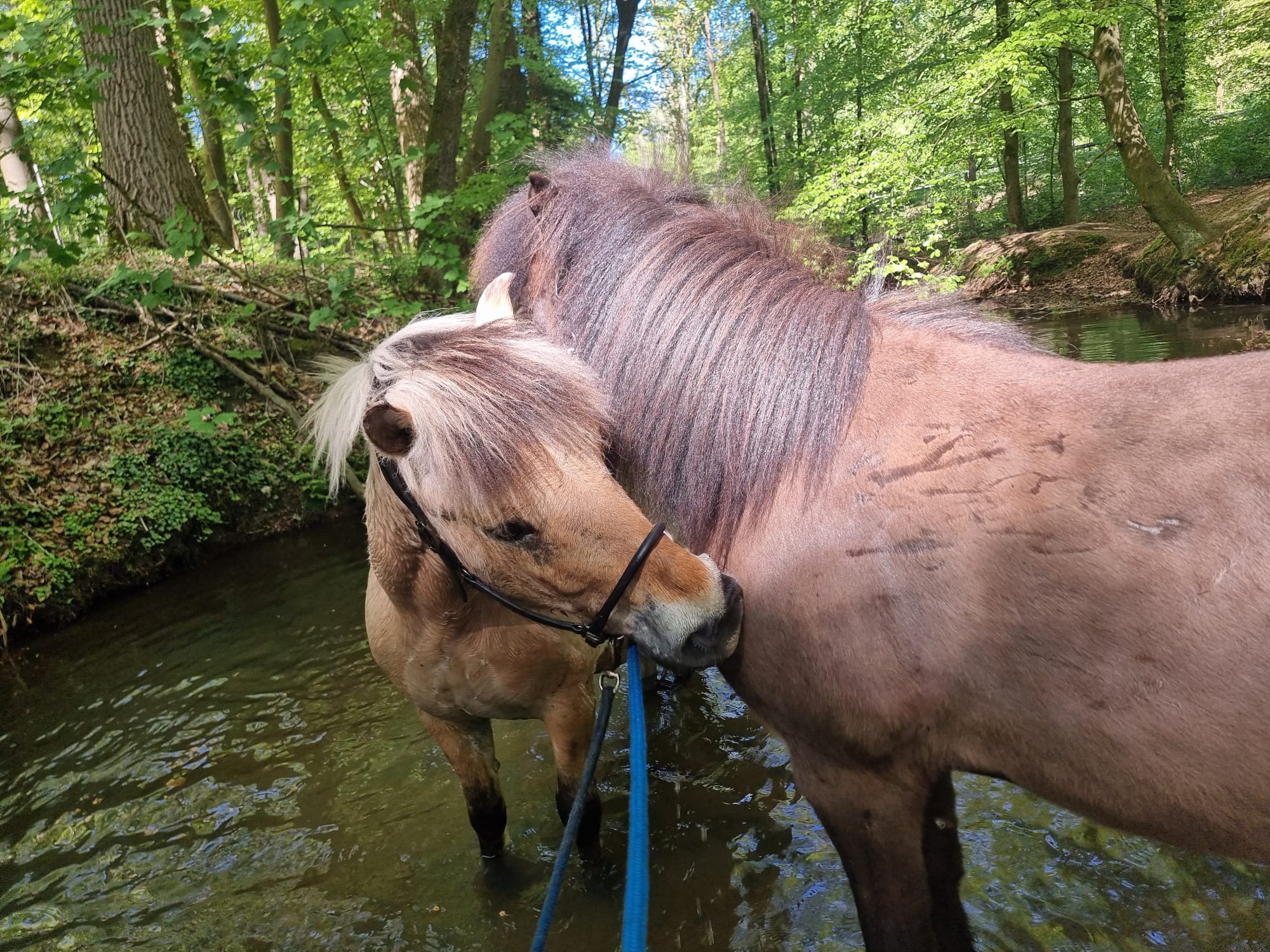 Spaß für Ponys und Menschen