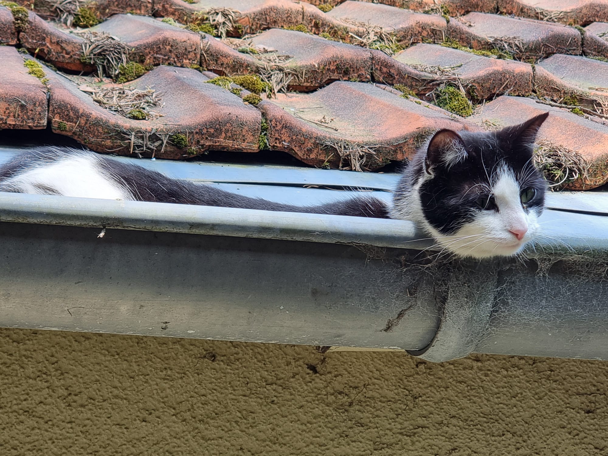 Kein Fall für den Tierschutz (-;