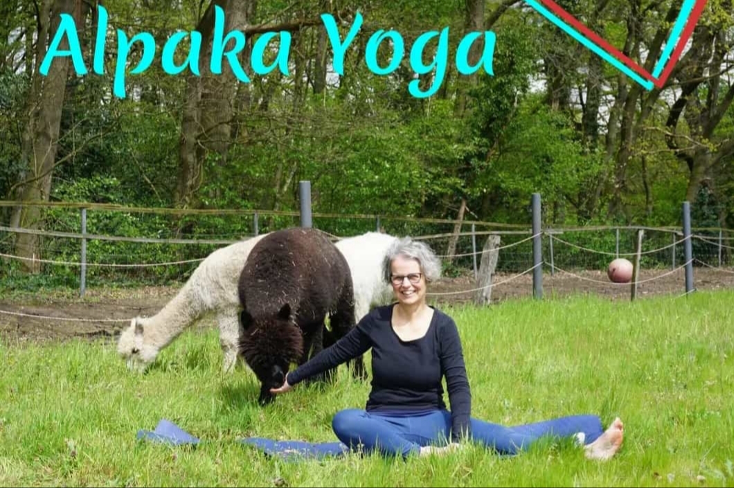 Yoga mit unseren Alpakas